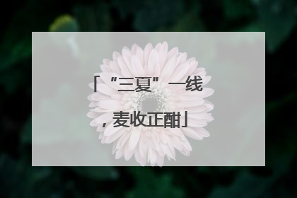 “三夏”一线，麦收正酣