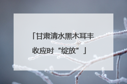 甘肃清水黑木耳丰收应时“绽放”