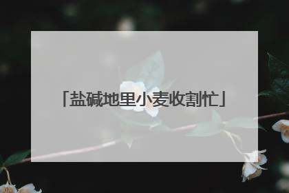 盐碱地里小麦收割忙