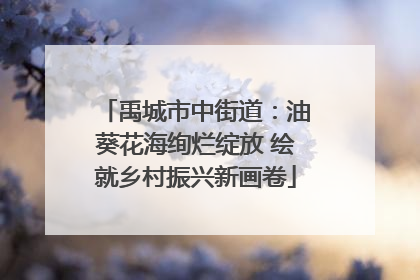 禹城市中街道：油葵花海绚烂绽放 绘就乡村振兴新画卷
