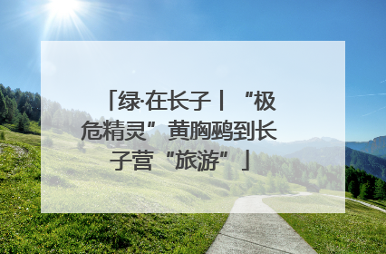绿·在长子丨“极危精灵”黄胸鹀到长子营“旅游”