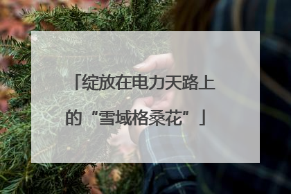 绽放在电力天路上的“雪域格桑花”