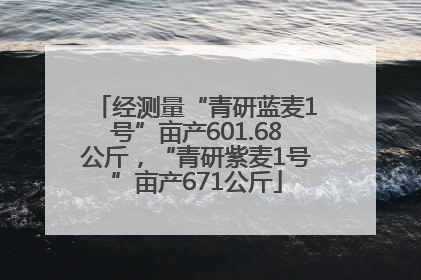 经测量“青研蓝麦1号”亩产601.68公斤，“青研紫麦1号”亩产671公斤