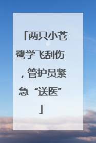两只小苍鹭学飞刮伤，管护员紧急“送医”