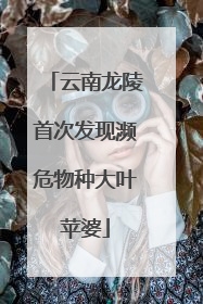 云南龙陵首次发现濒危物种大叶苹婆