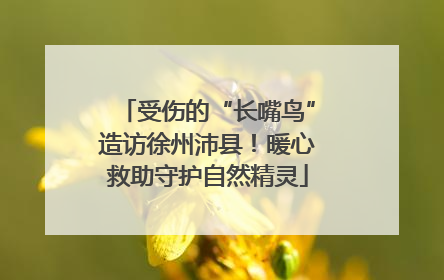 受伤的“长嘴鸟”造访徐州沛县！暖心救助守护自然精灵