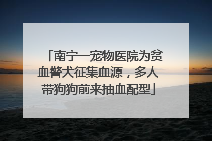 南宁一宠物医院为贫血警犬征集血源，多人带狗狗前来抽血配型