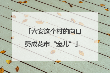 六安这个村的向日葵成花市“宠儿”