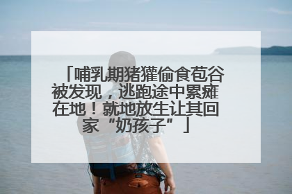 哺乳期猪獾偷食苞谷被发现，逃跑途中累瘫在地！就地放生让其回家“奶孩子”