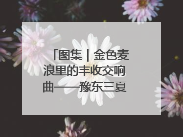 图集｜金色麦浪里的丰收交响曲——豫东三夏抢收纪实