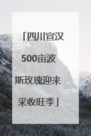 四川宣汉500亩波斯玫瑰迎来采收旺季