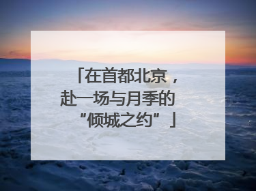在首都北京，赴一场与月季的“倾城之约”