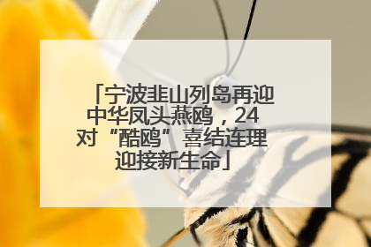 宁波韭山列岛再迎中华凤头燕鸥，24对“酷鸥”喜结连理迎接新生命