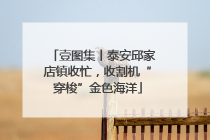 壹图集丨泰安邱家店镇收忙，收割机“穿梭”金色海洋