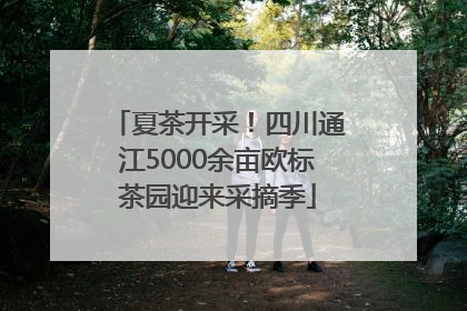 夏茶开采！四川通江5000余亩欧标茶园迎来采摘季