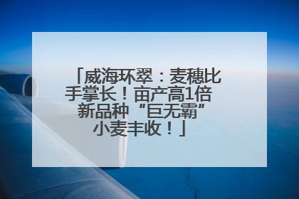 威海环翠：麦穗比手掌长！亩产高1倍 新品种“巨无霸”小麦丰收！