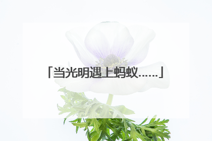 当光明遇上蚂蚁……