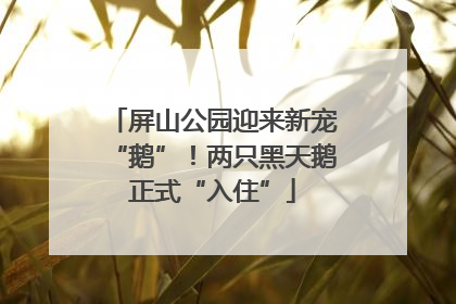 屏山公园迎来新宠“鹅”！两只黑天鹅正式“入住”