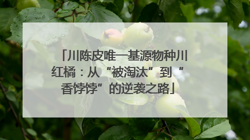 川陈皮唯一基源物种川红橘：从“被淘汰”到“香饽饽”的逆袭之路