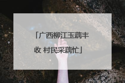 广西柳江玉藕丰收 村民采藕忙
