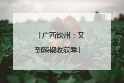 广西钦州：又到辣椒收获季