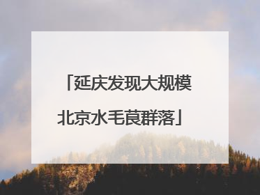 延庆发现大规模北京水毛茛群落