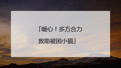 暖心！多方合力救助被困小猫