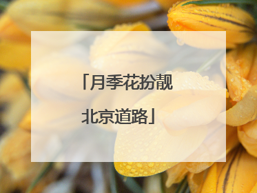 月季花扮靓北京道路