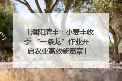 濮阳清丰：小麦丰收季 “一条龙”作业开启农业高效新篇章