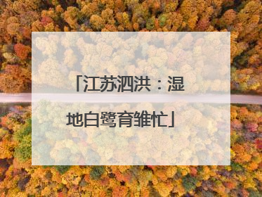 江苏泗洪：湿地白鹭育雏忙