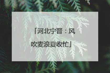 河北宁晋：风吹麦浪夏收忙