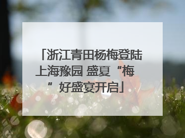 浙江青田杨梅登陆上海豫园 盛夏“梅”好盛宴开启