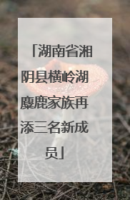 湖南省湘阴县横岭湖麋鹿家族再添三名新成员