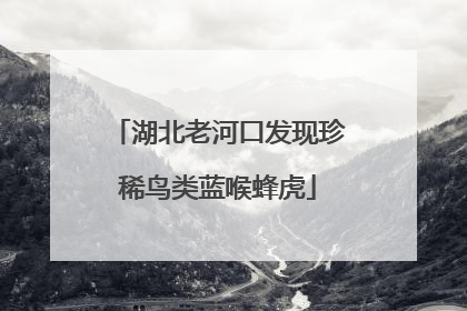 湖北老河口发现珍稀鸟类蓝喉蜂虎