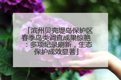 滨州贝壳堤岛保护区春季鸟类调查成果惊艳：多项纪录刷新，生态保护成效显著