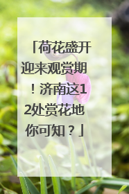 荷花盛开迎来观赏期！济南这12处赏花地你可知？