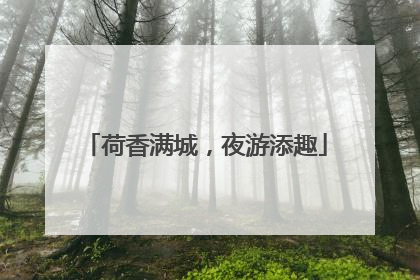 荷香满城，夜游添趣
