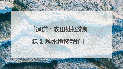 通道：农田处处染新绿 制种水稻移栽忙
