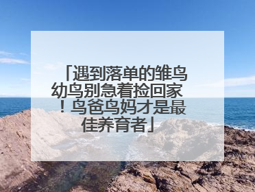 遇到落单的雏鸟幼鸟别急着捡回家！鸟爸鸟妈才是最佳养育者