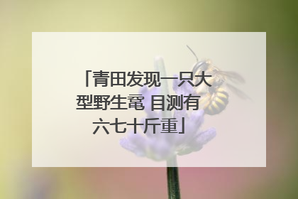 青田发现一只大型野生鼋 目测有六七十斤重